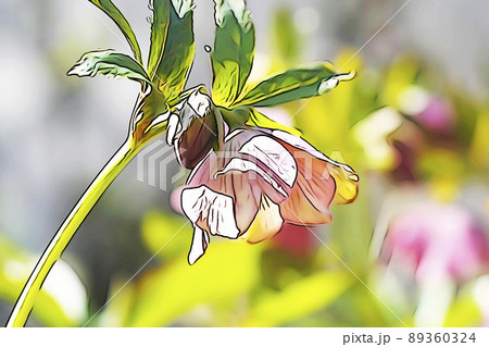 クリスマスローズのイラスト素材