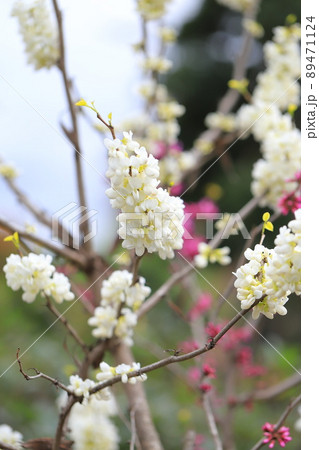白蘇芳の花 木 すおうの写真素材
