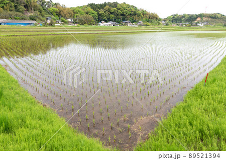 田植えを終えた水田のイメージ