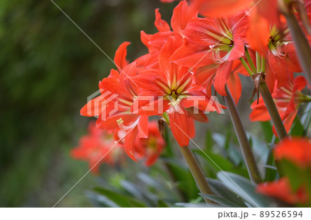 オレンジ色の花 多年草の写真素材
