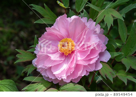 立てば芍薬 座れば牡丹 歩く姿は百合の花の写真素材 - PIXTA