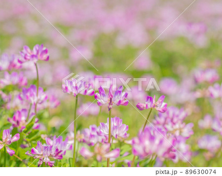 蓮華 花畑 花 植物の写真素材