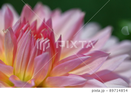 メキシコの国花の写真素材