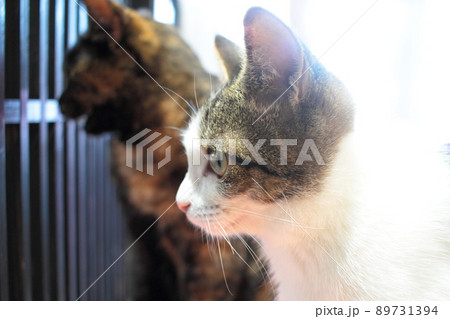 猫 子猫 サビ猫 かわいいの写真素材