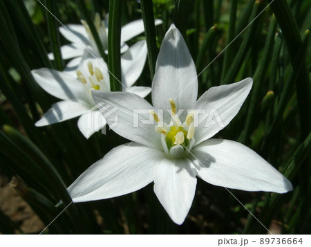 スターオブベツレヘム ベツレヘムの星 花の写真素材