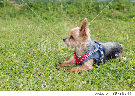 ヨークシャーテリア 子犬 犬 伏せの写真素材 - PIXTA ヨークシャーテリア 子犬 犬 伏せの写真素材 - PIXTA