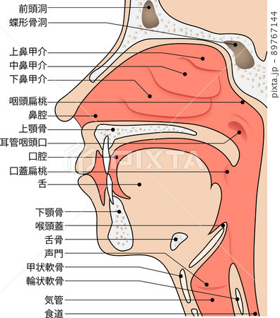 口腔 断面図 鼻腔 咽頭のイラスト素材