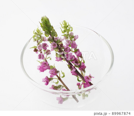 穂紫蘇 花穂紫蘇 花穂 はなほじその写真素材