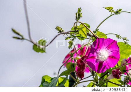 葉 つる 朝顔 伸びるの写真素材