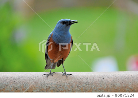 幸福を呼ぶ鳥の写真素材 - PIXTA