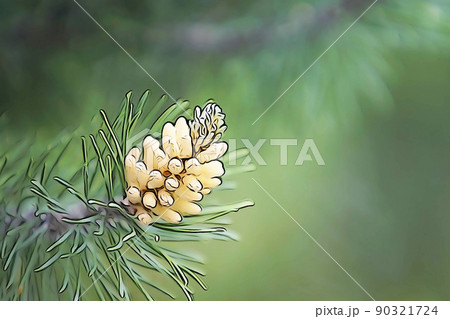 花 松 マツ 雄花のイラスト素材