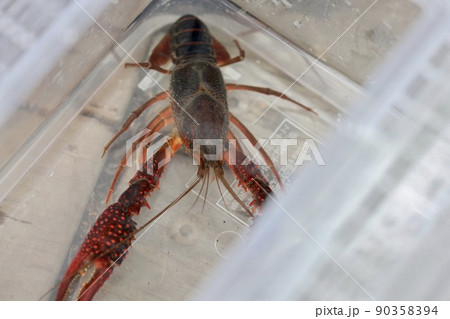 ザリガニ エビ ハサミ 海の写真素材