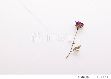 ドライフラワー プリザーブドフラワーの写真素材集 ピクスタ