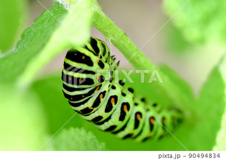 芋虫の写真素材
