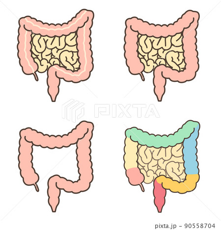 腸のイラスト素材