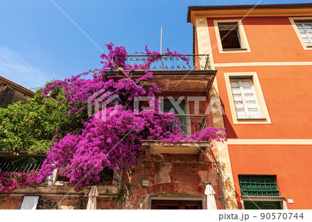 bougainvillea Photos - PIXTA