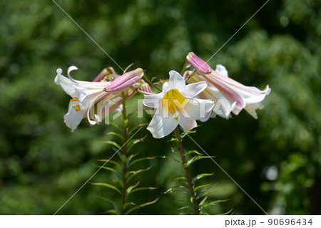 百合 リーガルリリー 花 植物の写真素材