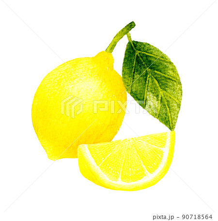 レモン 手書き 手描き イラストのイラスト素材