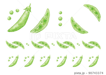 えんどう豆のイラスト素材