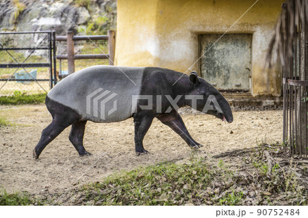 マレーバク バク 動物 草食動物の写真素材