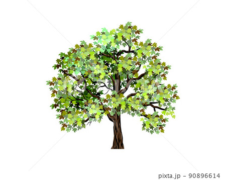 オリーブ 植物 枝葉 幹のイラスト素材