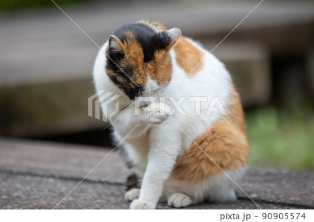 猫 ネコ 顔 洗うの写真素材