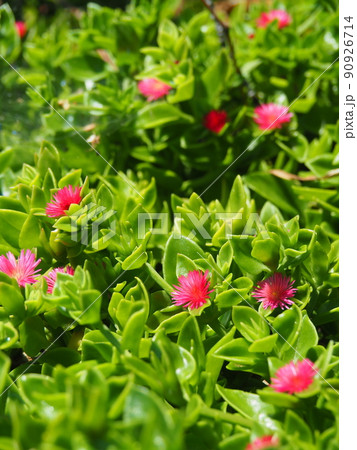 多肉植物の赤い花の写真素材