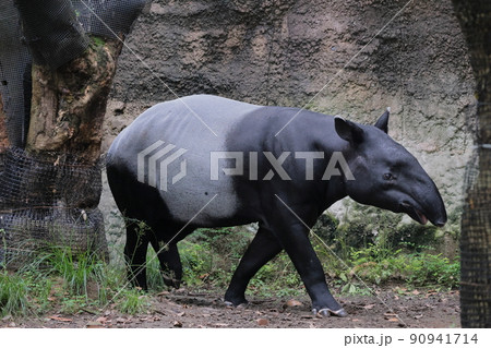 マレーバク バク 動物 草食動物の写真素材