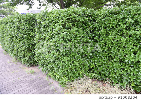 ヒイラギモクセイ 生垣 常緑樹 モクセイ科の写真素材