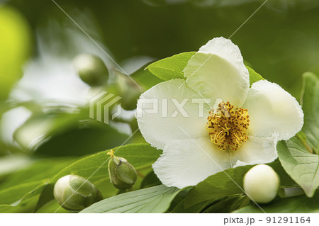 シャラの花の写真素材