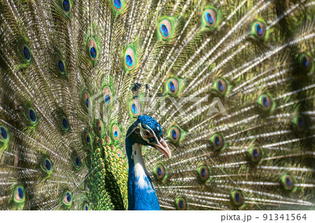鳥 羽 広げる 孔雀の写真素材 - PIXTA