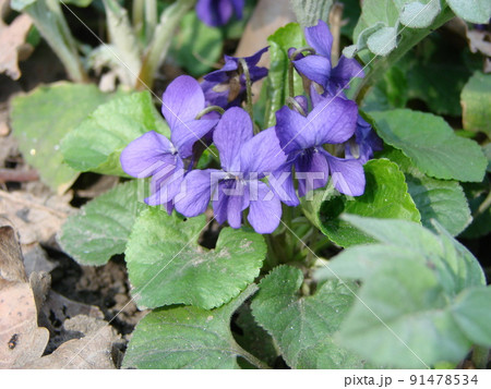 ビオレッタ 花の写真素材