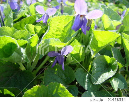 ビオレッタ 花の写真素材