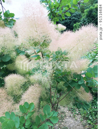 植物 スモークツリー ハグマノキ 葉 ケムリノキの写真素材