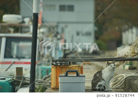 猫 沖島 動物 琵琶湖の写真素材