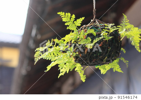 つりしのぶ 花の写真素材