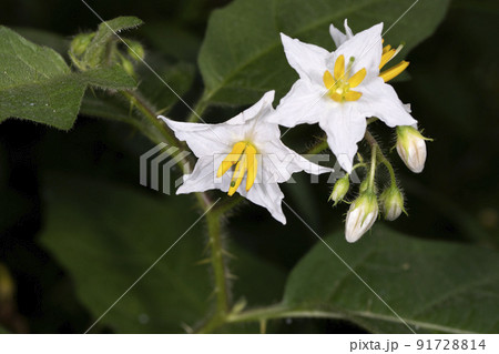 ワルナスの写真素材