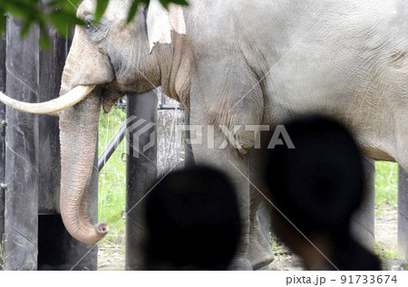 動物園 象 子供 後ろ姿の写真素材