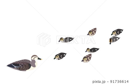 カルガモ親子のイラスト素材