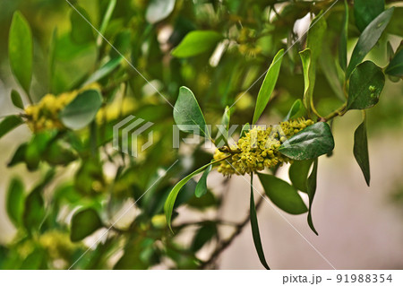 モチノキ 花 もちのき モチノキの花の写真素材