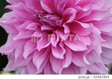 花びらが多い花の写真素材