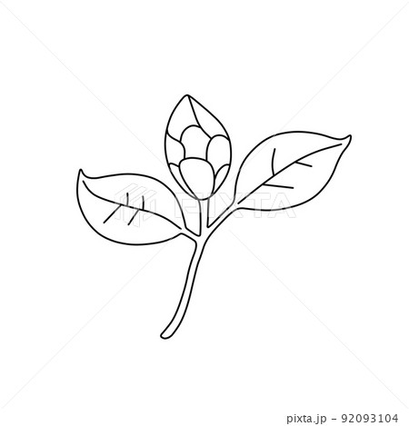 椿 つばき ツバキ 白黒のイラスト素材