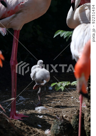 片足立ち 鳥の写真素材