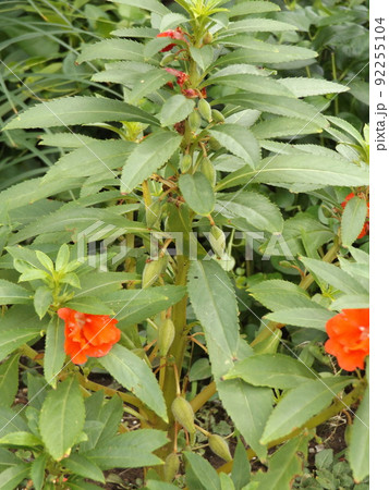 鳳仙花 ホウセンカ 花 赤色の写真素材 - PIXTA