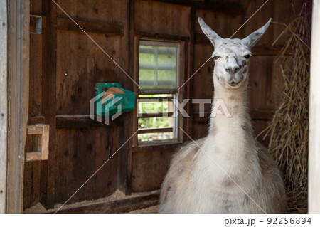 リャマの写真素材