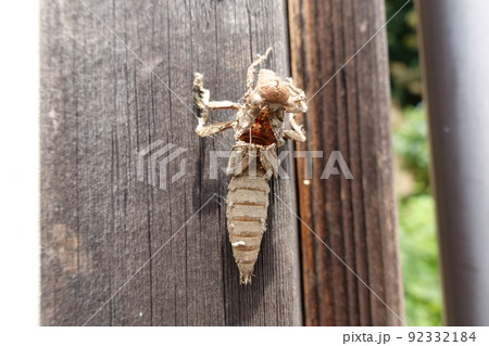 ヤゴの抜け殻の写真素材 - PIXTA