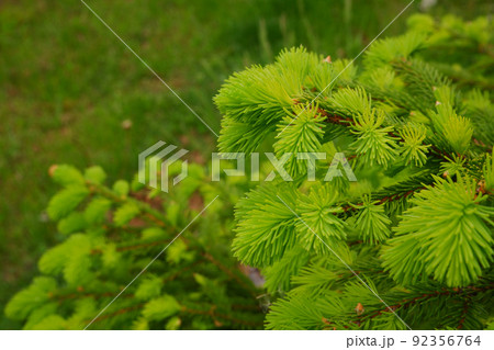 もみの木の新芽の写真素材 - PIXTA