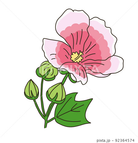 酔芙蓉　パステル画 酔芙蓉 | ｜正光画廊