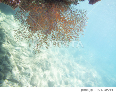 磯花 サンゴ 珊瑚 海中の写真素材