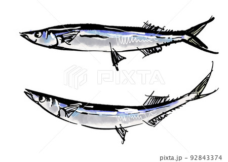 秋刀魚のイラスト素材